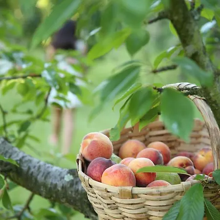 Casa Agricola Da Levada Eco Village بيت ضيافة فيلا ريال